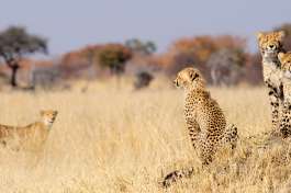Cheetah in Hwange national park 