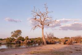 Elephants in Hwange national park 