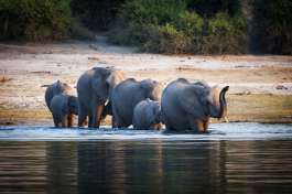 Elephants Chobe National park 