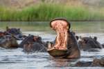 Chobe river hippo 
