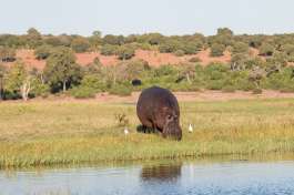 Chobe river hippo 