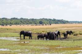 Elephants at Chobe river 