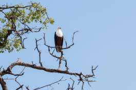 Fish eagle, Chobe national park-2 