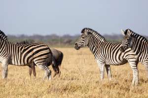 Chobe zebras