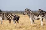 Chobe zebras 