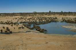 Large buffalo herd Hwange 