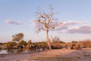 Elephants in Hwange national park