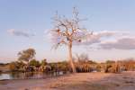 Elephants in Hwange national park 