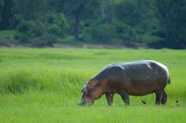 Hippo in Chobe  