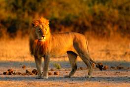 Lion in Chobe national Park 