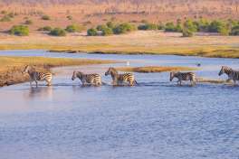Zebra in Chobe 