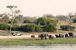 Chobe game drive and elephants 
