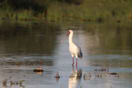 African Spoonbill, Chobe  