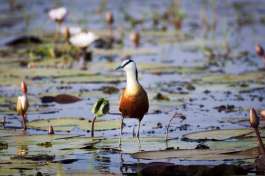 African jacana Chobe 
