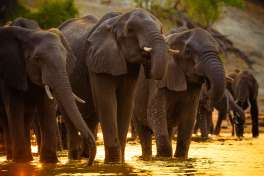 Elephants Chobe 