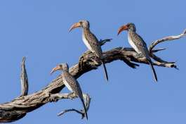 Red-billed hornbills Chobe 