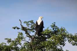 Fish eagle at Victoria falls 