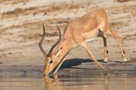 Impala, Chobe River 
