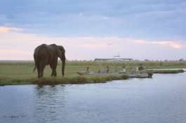 Chobe river boat cruise and Elephant 