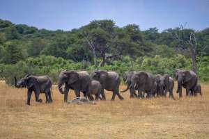 Hwange Elephant herd