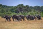 Hwange Elephant herd 