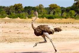 Ostrich running in Hwange national park 