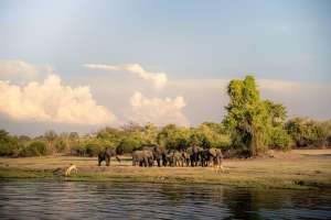 Chobe national park elephants