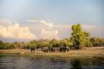 Chobe national park elephants 
