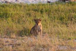 Lion cub Chobe 
