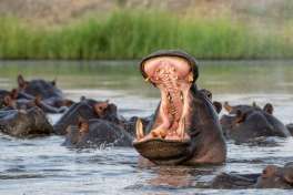 Chobe river hippo 