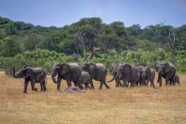 Hwange elephant herd 