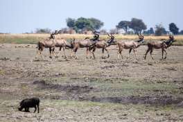 Kudu herd in Chobe national park 