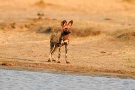 Painted dog in Hwange national park 