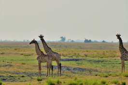 Chobe national park game drive giraffes 