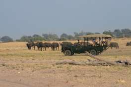 Chobe game drive vehicle and buffalo 