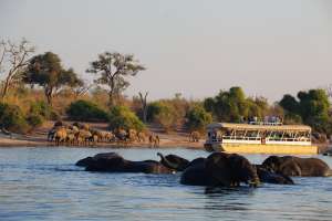 Chobe river boat cruise and elephants