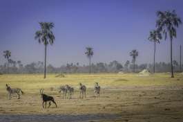 Hwange zebra and sable antelope 
