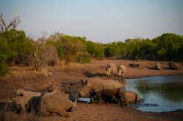 Mkhaya game reserve rhinos 