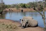 Rhinoceros at waterhole, Mkhaya game reserve 