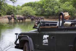 Mkhaya game reserve game drive and buffalo 
