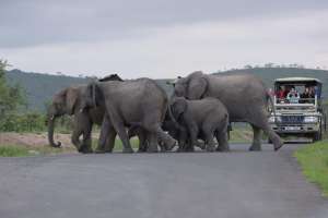 Game drive vehicle and elephants - Rhino ridge 