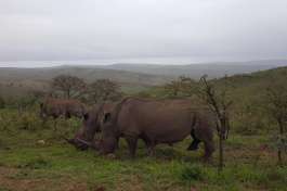 Rhino ridge game drive and rhinos 