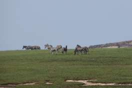 Zebra in Golden gate national park 