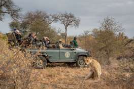 Umlani bush camp game drive vehicle and lion 