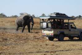 Botswana game drive and elephant 