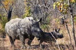 Khama rhino sanctuary  - white rhino and calf 