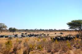 National park -elephants 