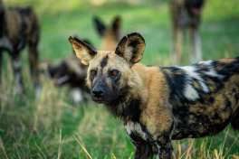 Okavango delta -wild dog 