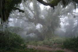 Forest on Mount Meru Hike  by Chris Wyburn-Powell