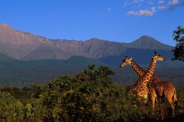 Mount Meru & giraffes 